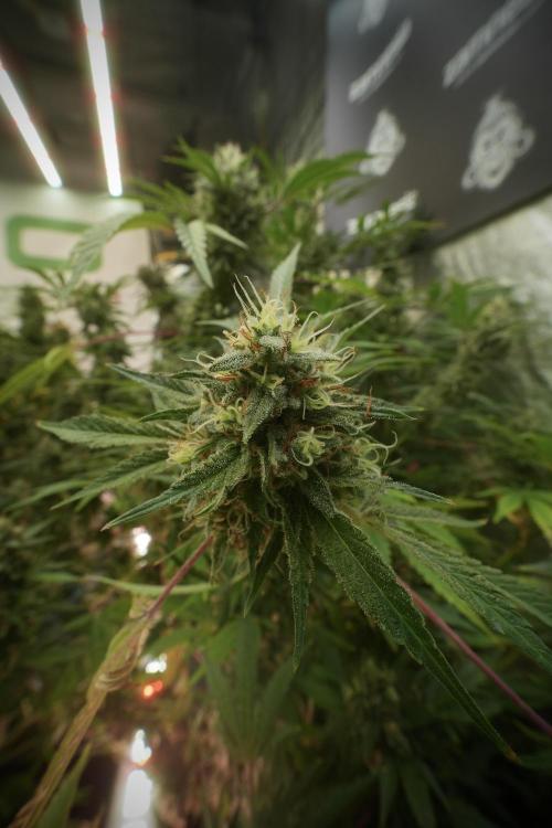 Animal Mints-Legends of the Frozen North. Week 13 - Animal Mints No veg 12-12 from seed