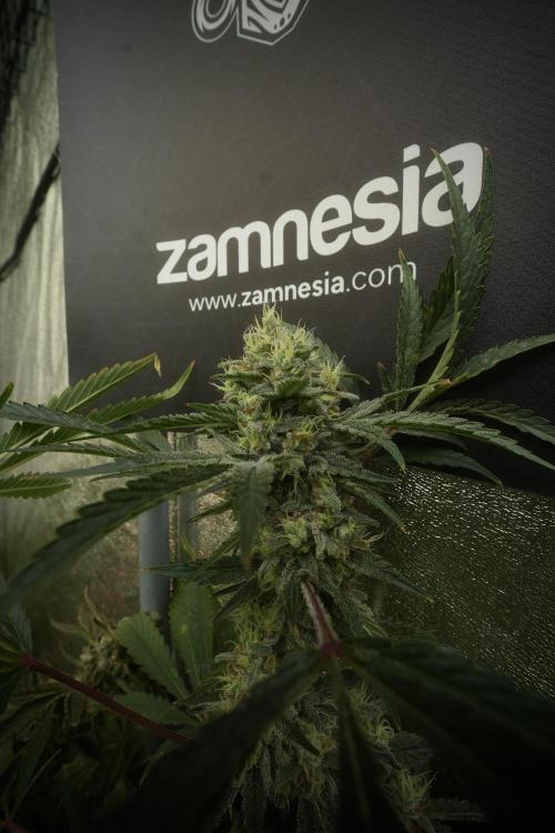 Animal Mints-Legends of the Frozen North. Week 13 - Animal Mints No veg 12-12 from seed