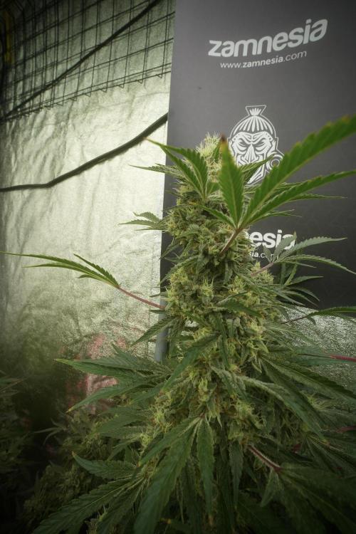 Animal Mints-Legends of the Frozen North. Week 13 - Animal Mints No veg 12-12 from seed