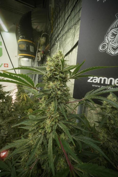 Animal Mints-Legends of the Frozen North. Week 13 - Animal Mints No veg 12-12 from seed