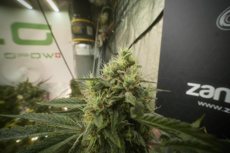 Animal Mints-Legends of the Frozen North. Week 13 - Animal Mints No veg 12-12 from seed