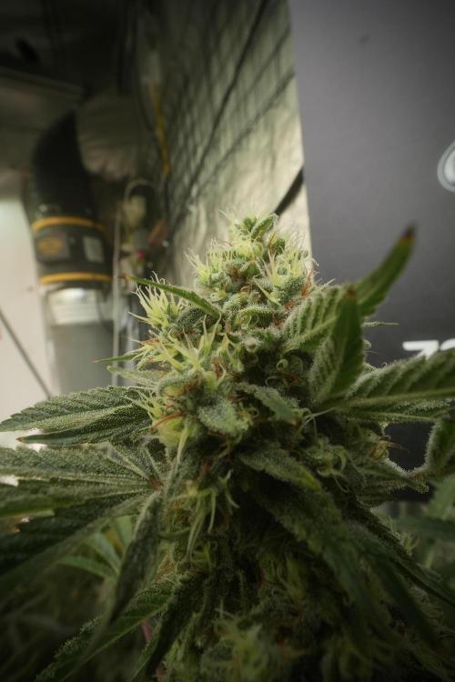 Animal Mints-Legends of the Frozen North. Week 13 - Animal Mints No veg 12-12 from seed
