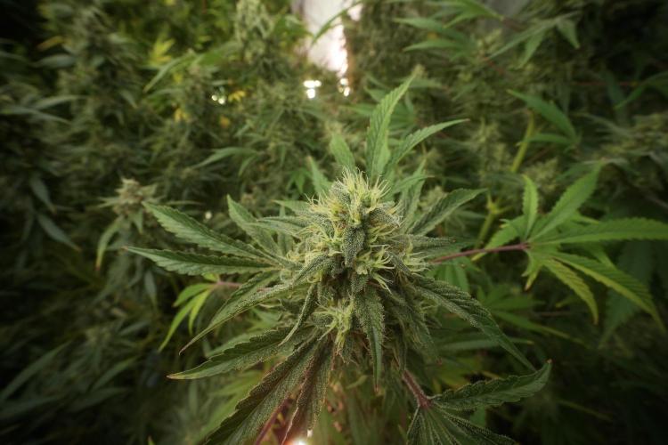 Animal Mints-Legends of the Frozen North. Week 13 - Animal Mints No veg 12-12 from seed