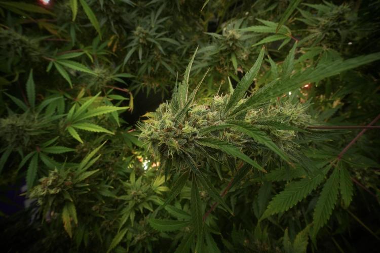 Animal Mints-Legends of the Frozen North. Week 13 - Animal Mints No veg 12-12 from seed