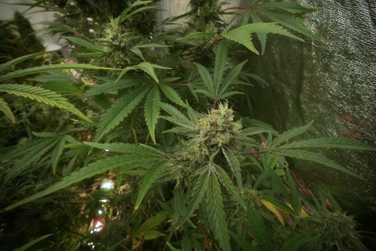 Animal Mints-Legends of the Frozen North. Week 13 - Animal Mints No veg 12-12 from seed