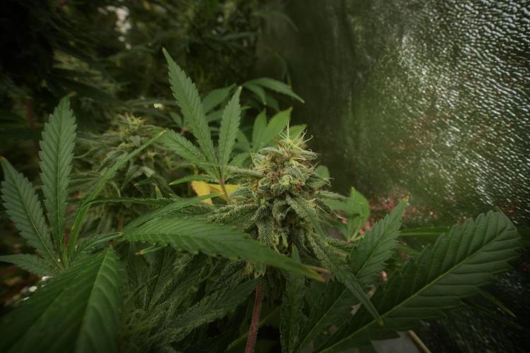 Animal Mints-Legends of the Frozen North. Week 13 - Animal Mints No veg 12-12 from seed
