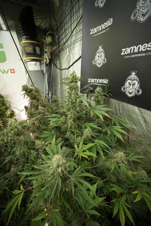 Animal Mints-Legends of the Frozen North. Week 13 - Animal Mints No veg 12-12 from seed