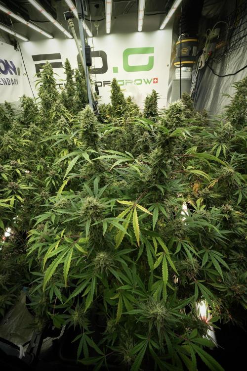 Animal Mints-Legends of the Frozen North. Week 13 - Animal Mints No veg 12-12 from seed