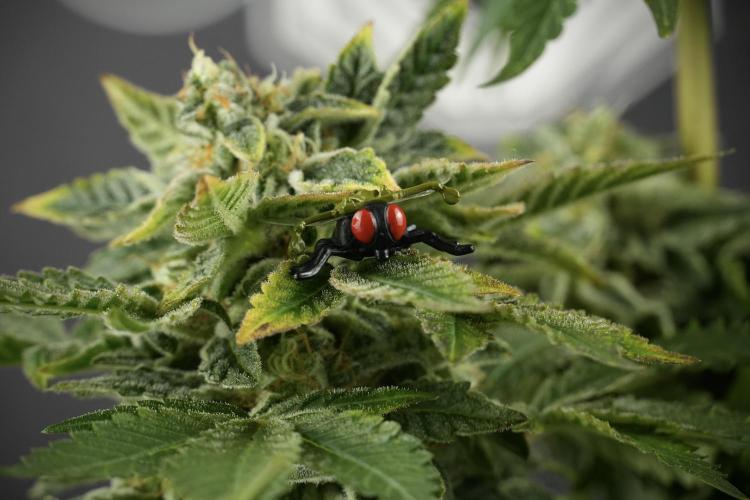 SOUR DIESEL-The Ascension of a Legend. Week 14 - Sour Diesel and her friend inspector 