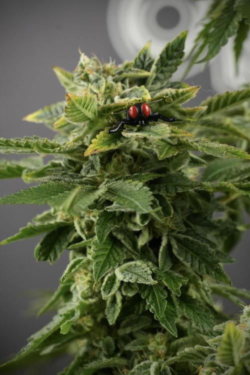 SOUR DIESEL-The Ascension of a Legend. Week 14 - Sour Diesel and her friend inspector 