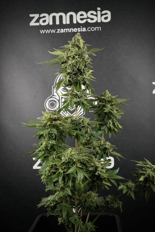 SOUR DIESEL-The Ascension of a Legend. Week 14 - Sour Diesel and her friend inspector 