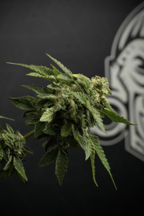 SOUR DIESEL-The Ascension of a Legend. Week 14 - Sour Diesel and her friend inspector 