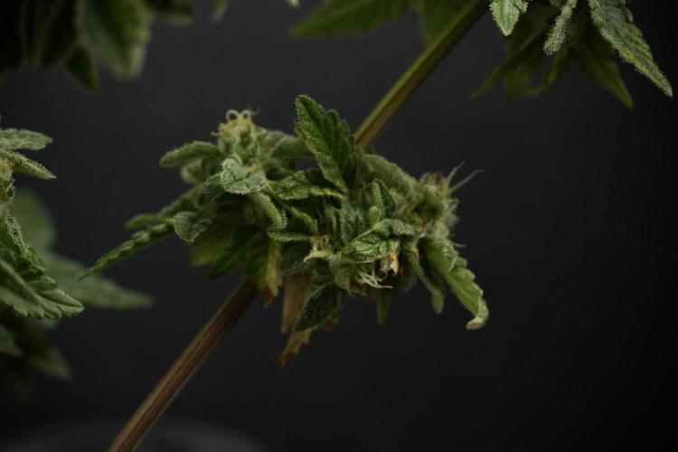 SOUR DIESEL-The Ascension of a Legend. Week 14 - Sour Diesel and her friend inspector 