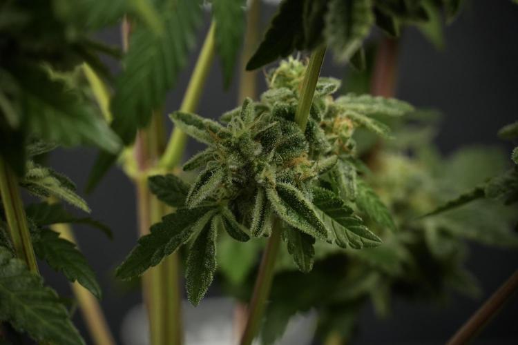 SOUR DIESEL-The Ascension of a Legend. Week 14 - Sour Diesel and her friend inspector 