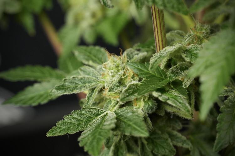 SOUR DIESEL-The Ascension of a Legend. Week 14 - Sour Diesel and her friend inspector 