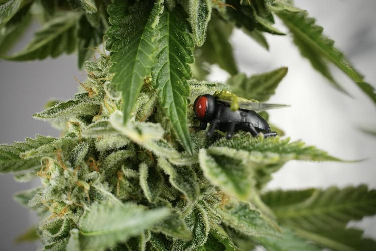 SOUR DIESEL-The Ascension of a Legend. Week 14 - Sour Diesel and her friend inspector 