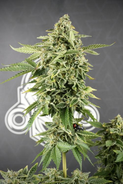 SOUR DIESEL-The Ascension of a Legend. Week 14 - Sour Diesel and her friend inspector 