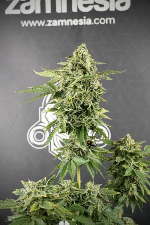 SOUR DIESEL-The Ascension of a Legend. Week 14 - Sour Diesel and her friend inspector 