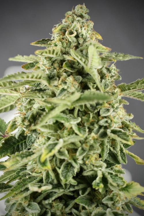 SOUR DIESEL-The Ascension of a Legend. Week 14 - Sour Diesel and her friend inspector 