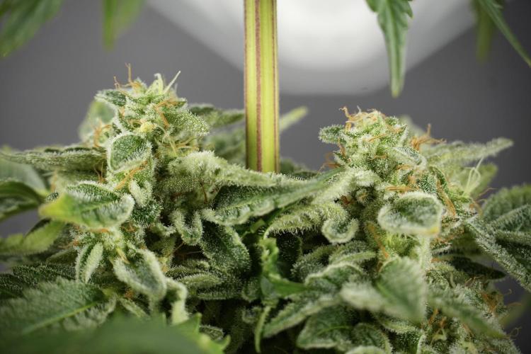 SOUR DIESEL-The Ascension of a Legend. Week 14 - Sour Diesel and her friend inspector 