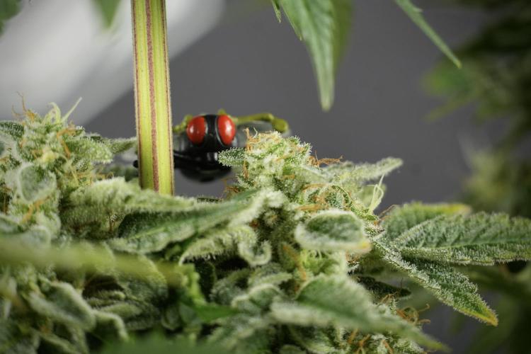 SOUR DIESEL-The Ascension of a Legend. Week 14 - Sour Diesel and her friend inspector 