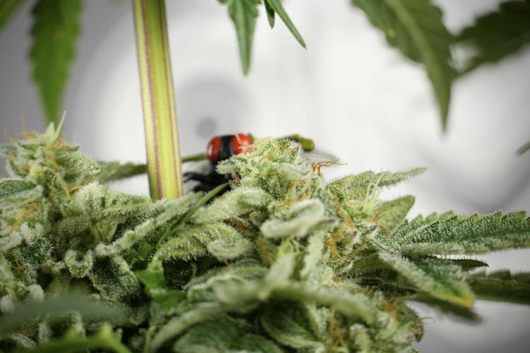 SOUR DIESEL-The Ascension of a Legend. Week 14 - Sour Diesel and her friend inspector 