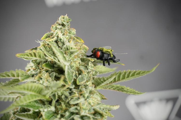 SOUR DIESEL-The Ascension of a Legend. Week 14 - Sour Diesel and her friend inspector 