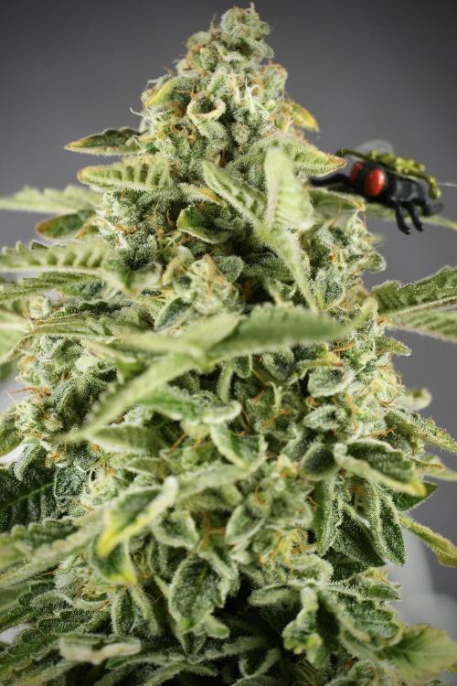 SOUR DIESEL-The Ascension of a Legend. Week 14 - Sour Diesel and her friend inspector 
