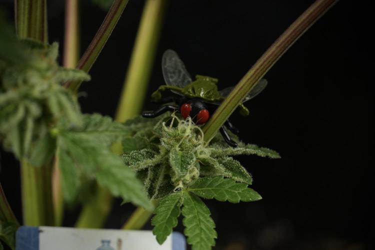 SOUR DIESEL-The Ascension of a Legend. Week 14 - Sour Diesel and her friend inspector 