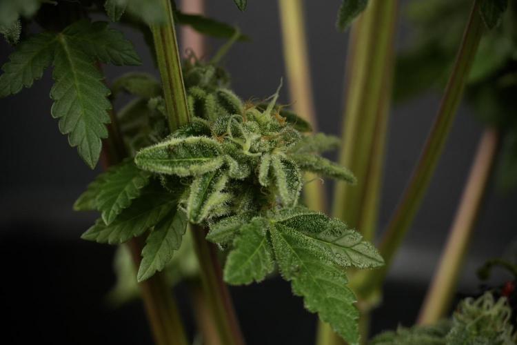 SOUR DIESEL-The Ascension of a Legend. Week 14 - Sour Diesel and her friend inspector 