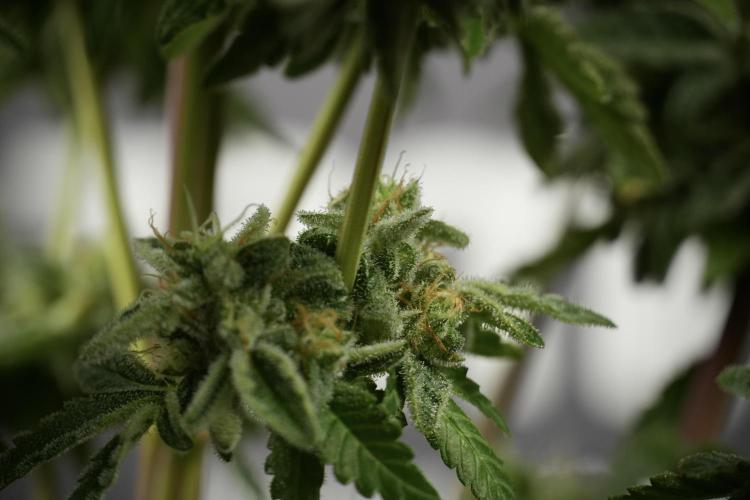SOUR DIESEL-The Ascension of a Legend. Week 14 - Sour Diesel and her friend inspector 
