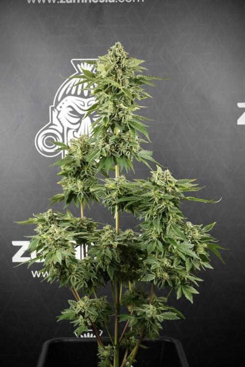SOUR DIESEL-The Ascension of a Legend. Week 14 - Sour Diesel and her friend inspector 
