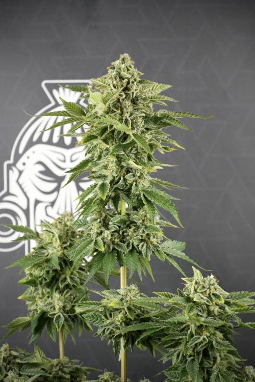 SOUR DIESEL-The Ascension of a Legend. Week 14 - Sour Diesel and her friend inspector 