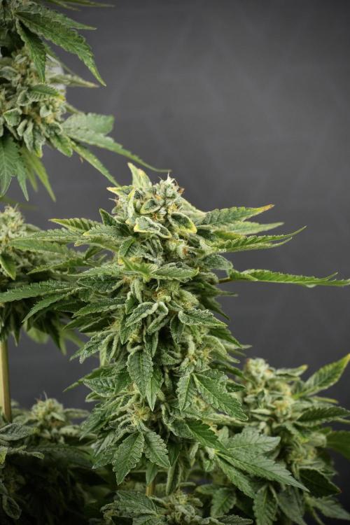 SOUR DIESEL-The Ascension of a Legend. Week 14 - Sour Diesel and her friend inspector 
