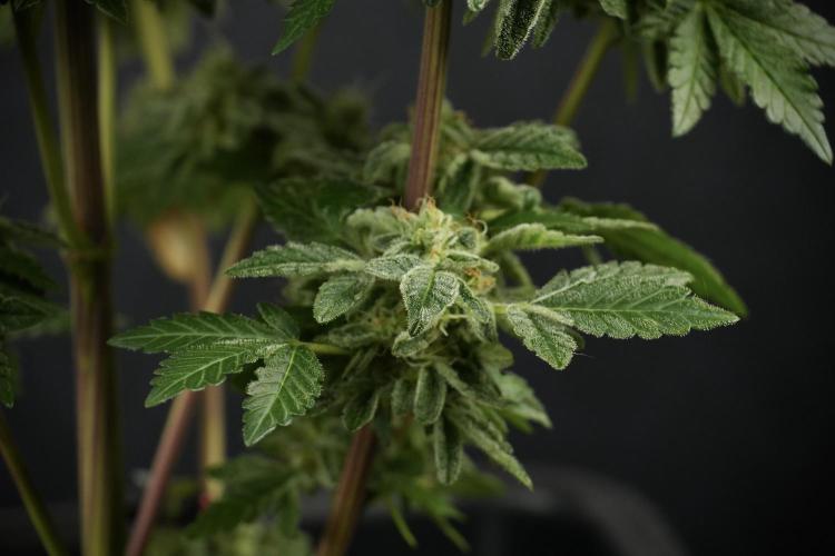 SOUR DIESEL-The Ascension of a Legend. Week 14 - Sour Diesel and her friend inspector 