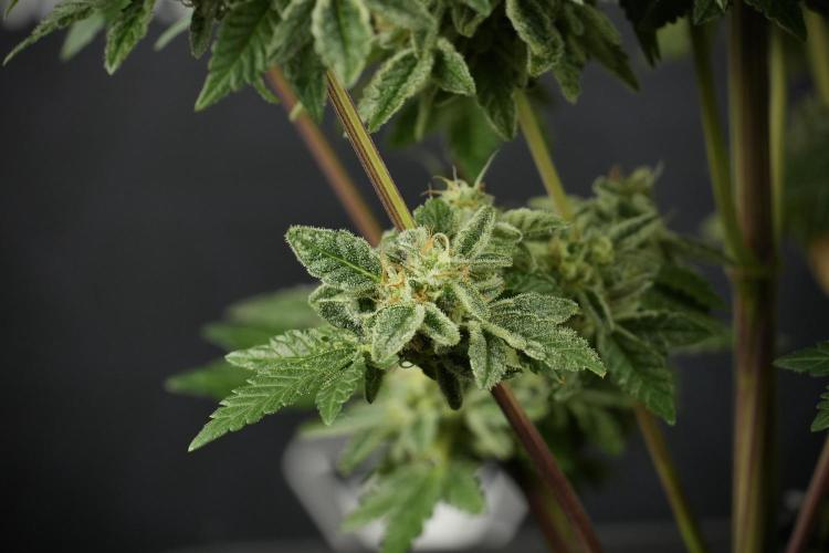 SOUR DIESEL-The Ascension of a Legend. Week 14 - Sour Diesel and her friend inspector 