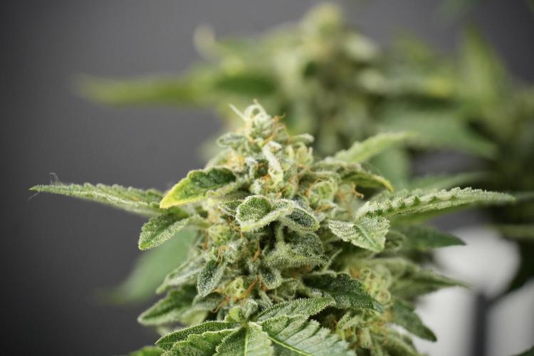 SOUR DIESEL-The Ascension of a Legend. Week 14 - Sour Diesel and her friend inspector 