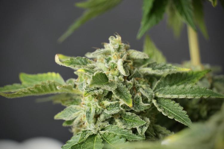 SOUR DIESEL-The Ascension of a Legend. Week 14 - Sour Diesel and her friend inspector 