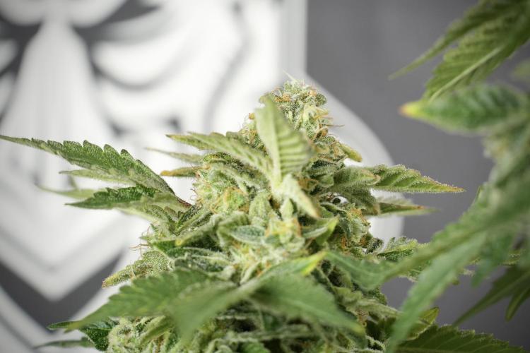 SOUR DIESEL-The Ascension of a Legend. Week 14 - Sour Diesel and her friend inspector 