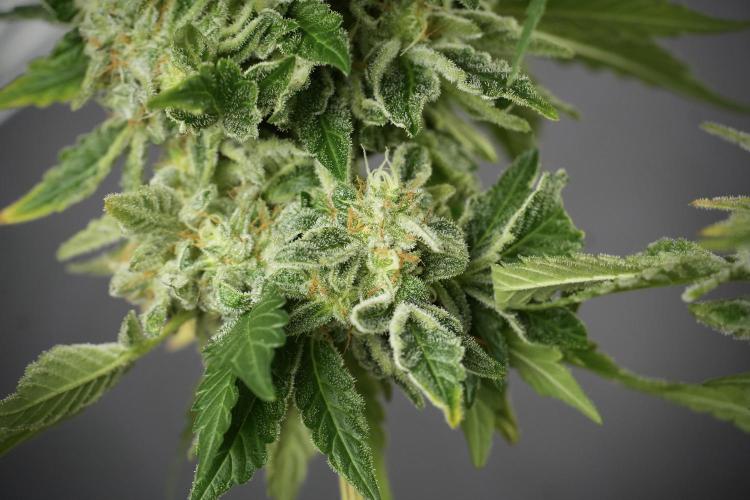 SOUR DIESEL-The Ascension of a Legend. Week 14 - Sour Diesel and her friend inspector 