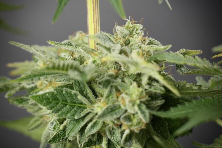 SOUR DIESEL-The Ascension of a Legend. Week 14 - Sour Diesel and her friend inspector 