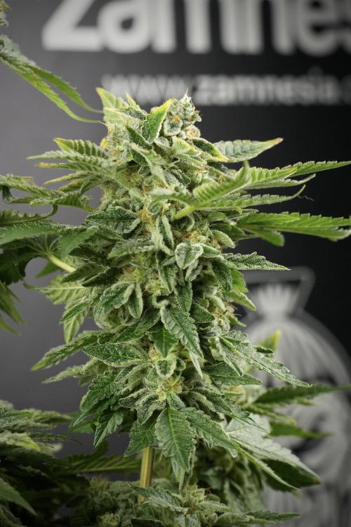 SOUR DIESEL-The Ascension of a Legend. Week 14 - Sour Diesel and her friend inspector 