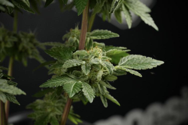 SOUR DIESEL-The Ascension of a Legend. Week 14 - Sour Diesel and her friend inspector 