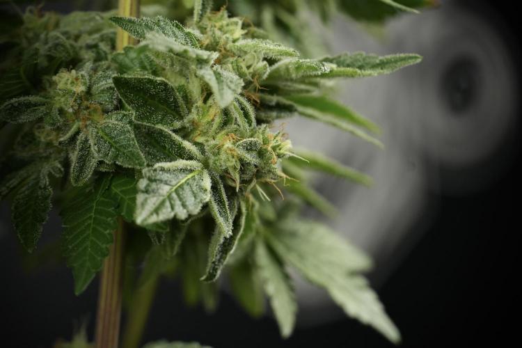 SOUR DIESEL-The Ascension of a Legend. Week 14 - Sour Diesel and her friend inspector 