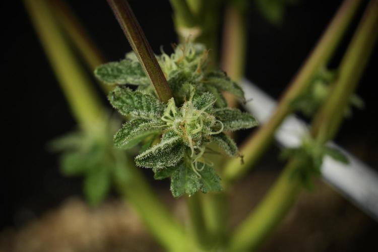 SOUR DIESEL-The Ascension of a Legend. Week 14 - Sour Diesel and her friend inspector 