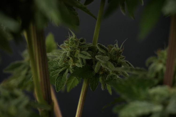 SOUR DIESEL-The Ascension of a Legend. Week 14 - Sour Diesel and her friend inspector 