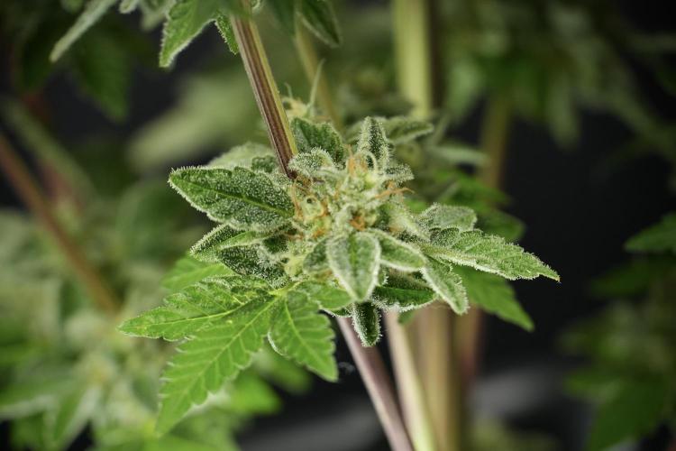 SOUR DIESEL-The Ascension of a Legend. Week 14 - Sour Diesel and her friend inspector 