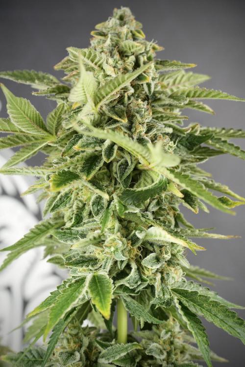 SOUR DIESEL-The Ascension of a Legend. Week 14 - Sour Diesel and her friend inspector 