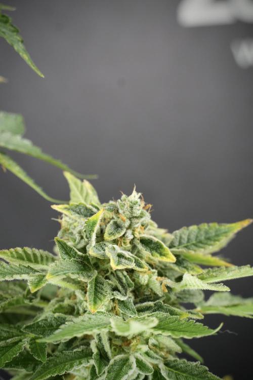 SOUR DIESEL-The Ascension of a Legend. Week 14 - Sour Diesel and her friend inspector 