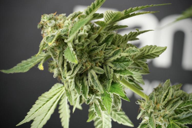 SOUR DIESEL-The Ascension of a Legend. Week 14 - Sour Diesel and her friend inspector 